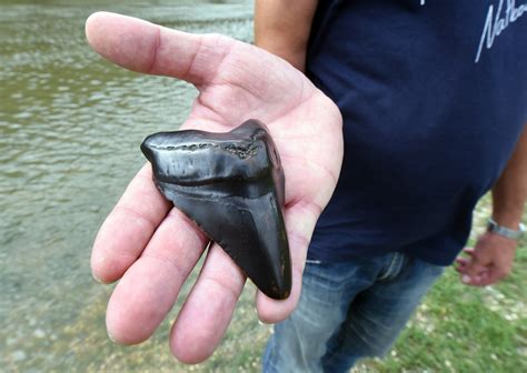 Megalodon shark tooth discovered in Croatia [Photos]