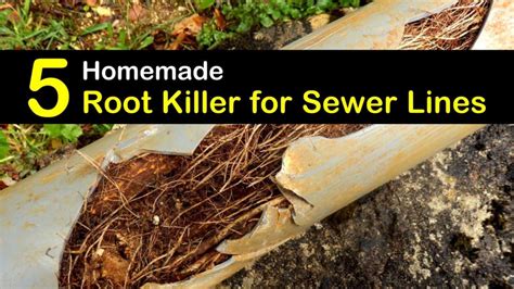 5 Homemade Root Killer for Sewer Lines Tips and Recipes