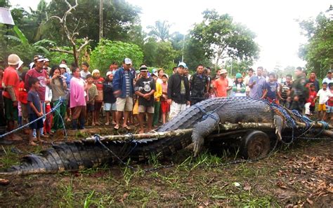 Giant Philippine Crocodile