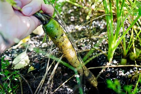 When To Pick Carrots (The Perfect Time To Harvest) - Geeky Greenhouse