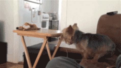 Funny Dog Fails Gifs