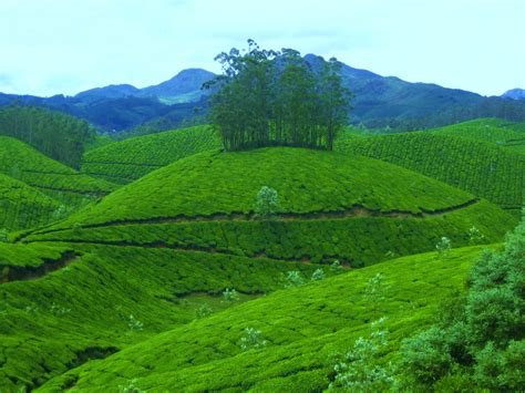 MUNNAR HONEY MOON DESTINATION | TOURIST ATTRACTIONS IN MUNNAR | HONEY ...