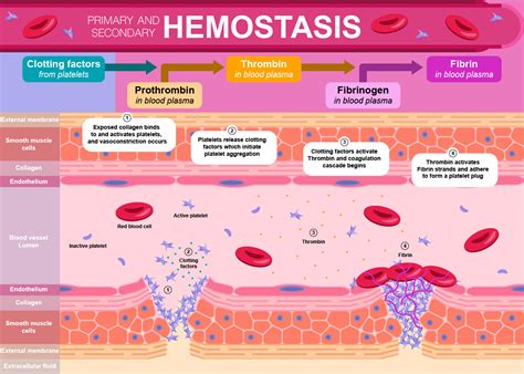 ArtStation - Primary and Secondary Hemostasis