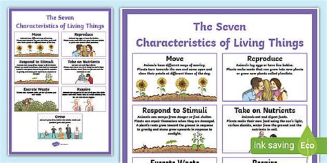 Characteristics of Living Things Display Poster - Twinkl