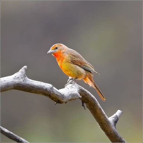 Hepatic Tanager - BirdForum Opus | BirdForum