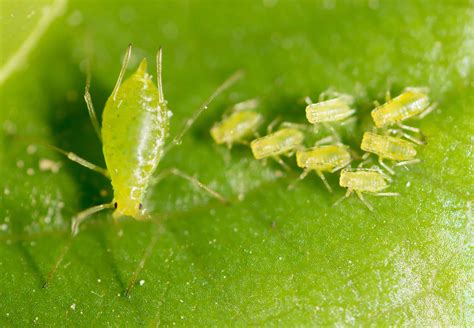 7 Common Types of Aphid - A-Z Animals