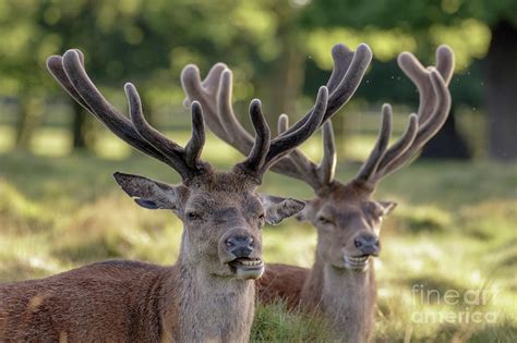 Two Red Deer stags - Cervus elaphus - growing velvet antlers in re ...