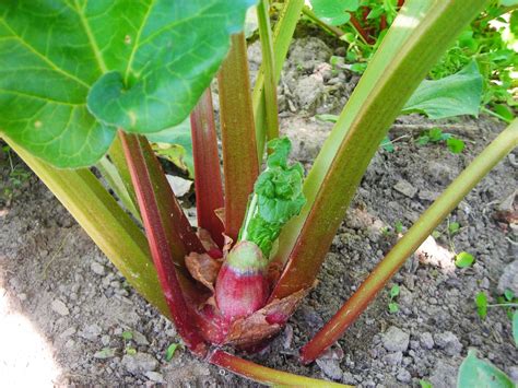 How to Grow and Care for Rhubarb Plant - In One Blog