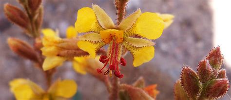 San Bernardino National Wildlife Refuge | Visit Arizona