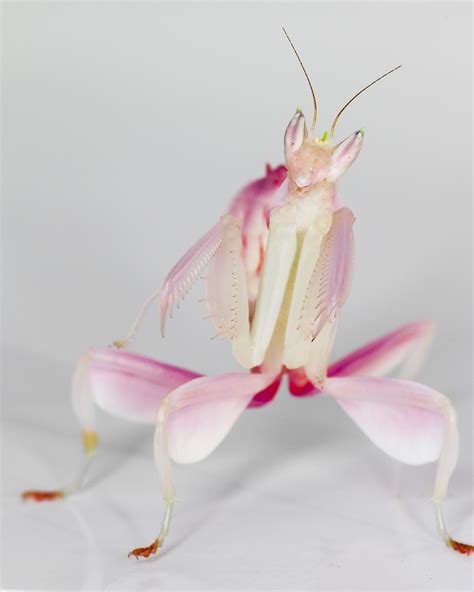 Unraveling the Orchid Mantis Mystery - Science Friday