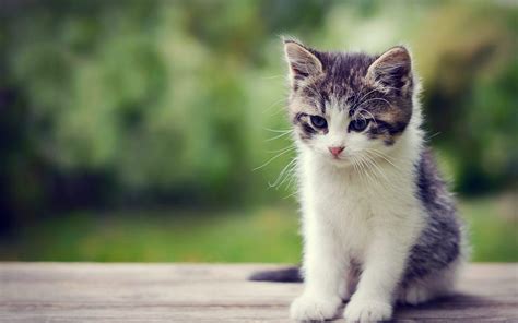 🔥 [96+] Cute Kittens HD Wallpapers | WallpaperSafari