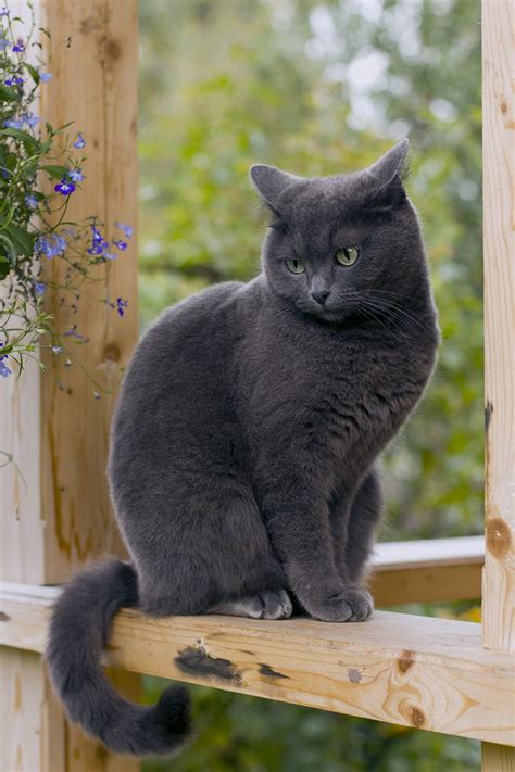 Blue Grey Cat Breeds - Pets Lovers