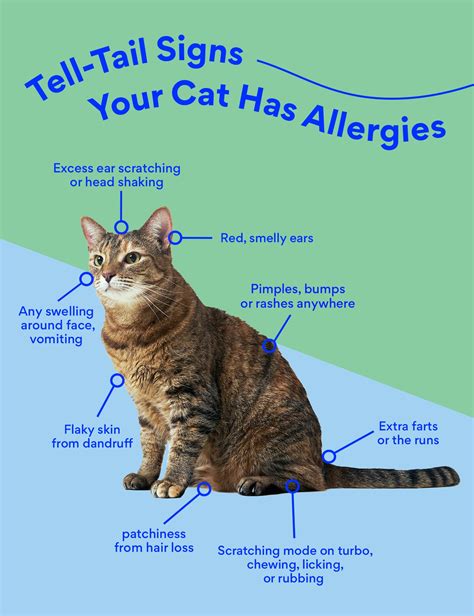 Cat Allergy Medicine: What Can I Give My Cat for Allergies? | BeChewy