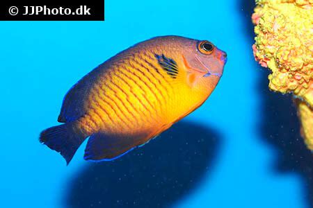 Coral Beauty Angelfish Care - Size, Life Span, Tank Mates, Breeding