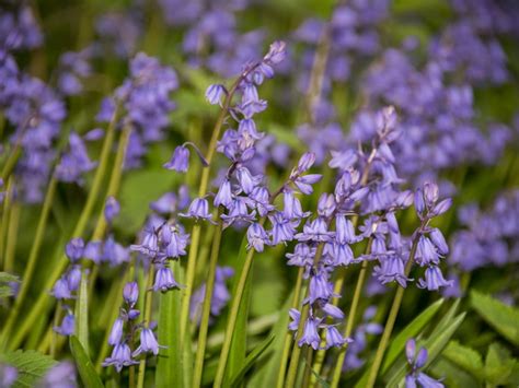 Bluebell Weed Control - How To Control Bluebells In The Garden