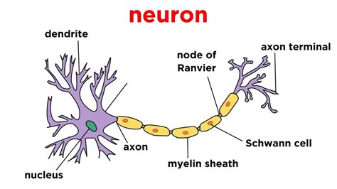 Nervous Tissue Diagram