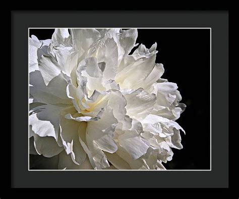 White Peony Flower Framed Macro Nature Photography Giclée Wall - Etsy