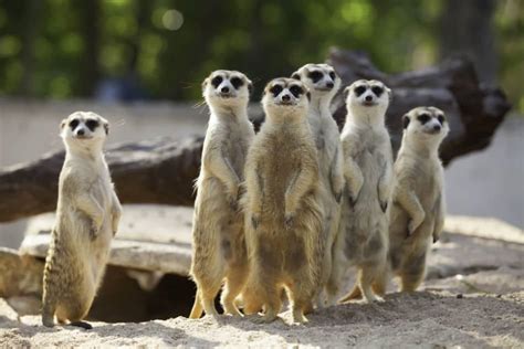 Why Do Meerkats Stand Up? – North American Nature