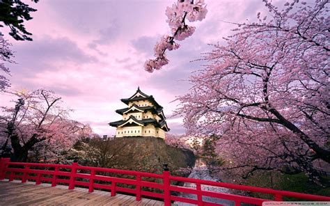 Japan Cherry Blossom Tree Wallpapers - Top Free Japan Cherry Blossom ...