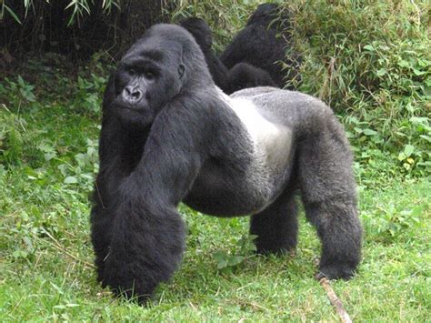 Silverback Gorilla Facts | Male Mountain Gorillas | Mountain Gorilla Facts