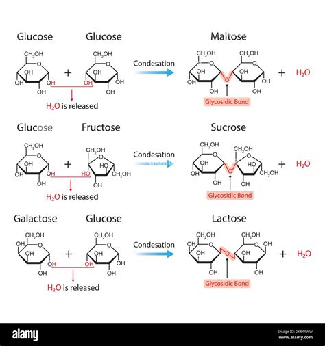 Scientific Designing of Glycosidic Bonds. Glycosidic Bond Formation ...