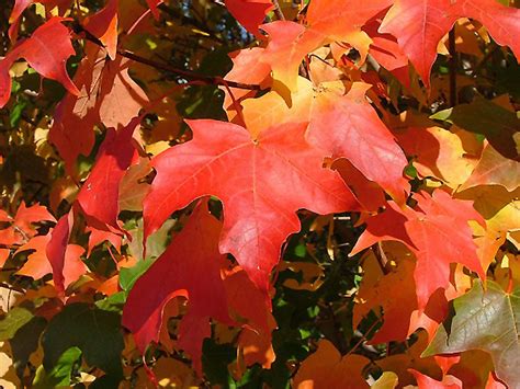 Highland Park Bigtooth Maple (Acer grandidentatum 'Hipazam') in Denver ...