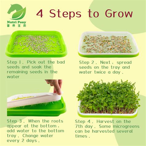 Microgreens Growing Starter Kit