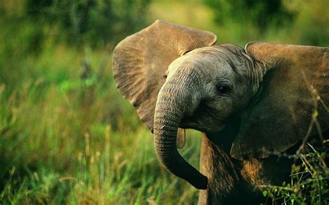 Elephant Desktop Backgrounds - Wallpaper Cave