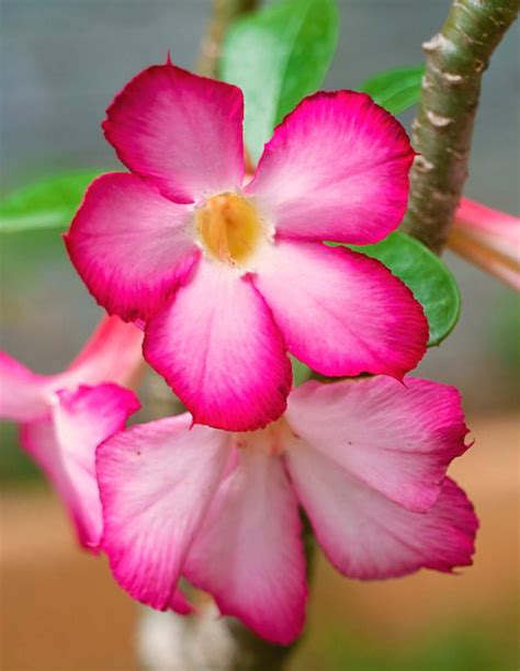 Adenium obesum - tips on caring for Desert Rose