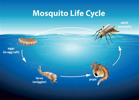 Mosquito.Buzz - Mosquito Life Cycle