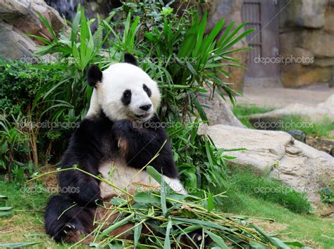 Panda eating bamboo — Stock Photo © leungchopan #13963627