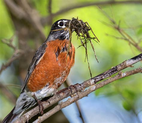 American Robin With Nesting Material Photograph by Ivan Kuzmin - Fine ...