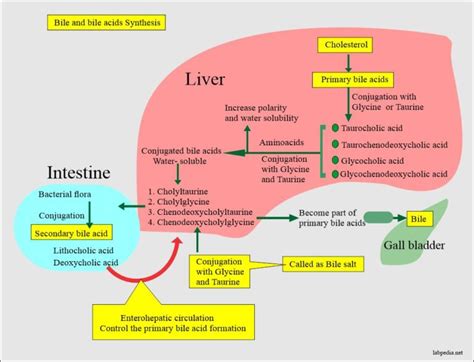 Urine-Bile Salts in The Urine (Bile Acid Metabolism) – Labpedia.net