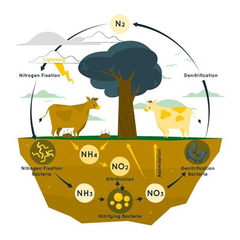 Nitrogen Fixation - Definition, Types, Properties, Examples, FAQs