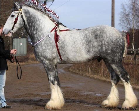 Dapple Grey Shire | Clydesdale horses, Horses, Grey horse