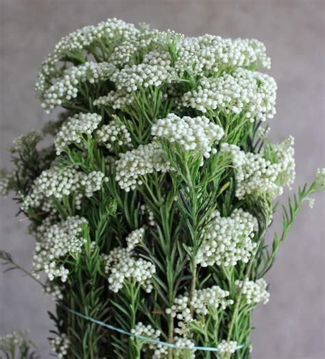 Rice Flower | Stevens and Son Wholesale Florist