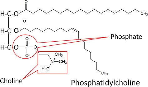 2.36 Phospholipids | Nutrition Flexbook