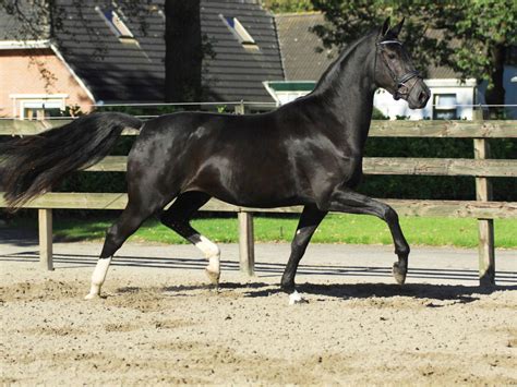 British Dressage Horses for Sale - Peter Berkers Sporthorses