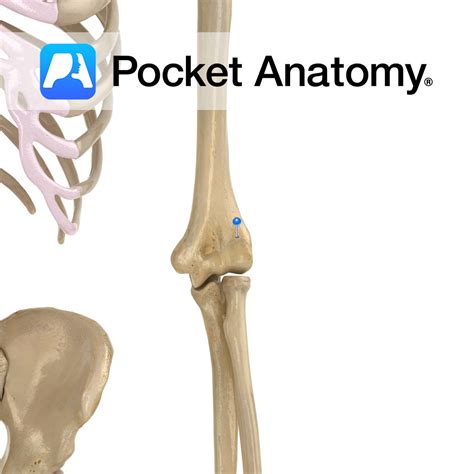 Humerus - radial fossa - Pocket Anatomy