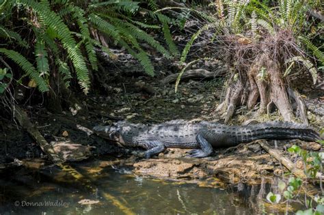 American Alligators Part 1 – Adults & Habitat | Photos by Donna