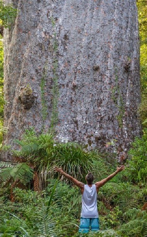 Tane Mahuta, a Kauri tree, in North Island, New Zealand. Age unknown ...