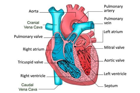 Heart Murmur in Dogs: The Facts About This Sometimes Scary Sound - Dr ...