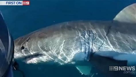 Perth fisherman captures chilling footage of white pointer shark