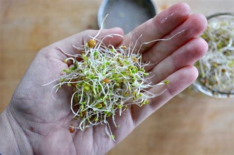 Sprouting Kit Grow Your Own Sprouts | Etsy