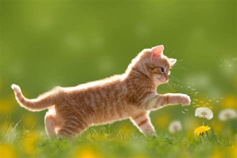 Kitten Cute 4k Wallpaper,HD Anime Wallpapers,4k Wallpapers,Images ...