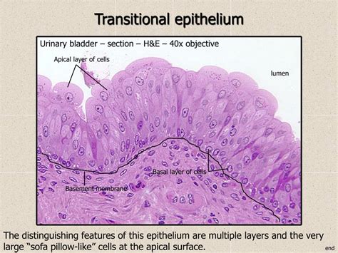 PPT - HISTOLOGY REVIEW Epithelia PowerPoint Presentation, free download ...