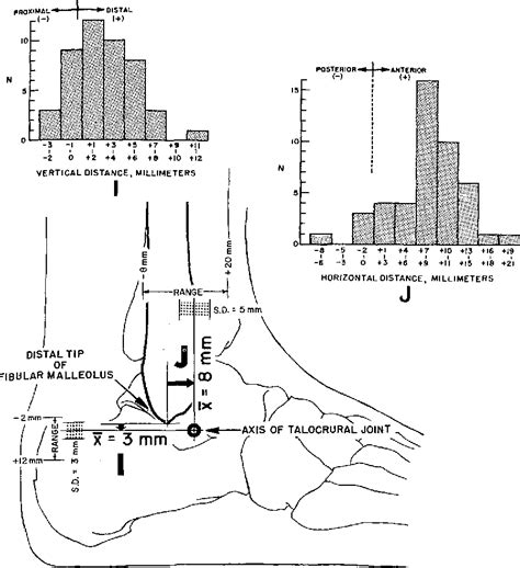 Figure 1 from Anthropometric studies of the human foot and ankle ...