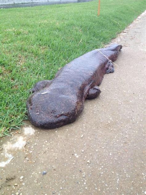 giant salamander - Google Search в 2020 г | Странные животные, Животные ...