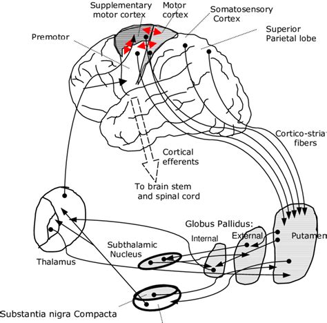 1: Anatomical basis for motor functions of basal ganglia | Download ...