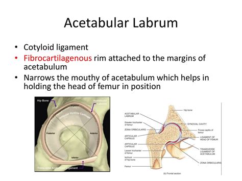 Acetabular Labrum Anatomy - Human Anatomy B21